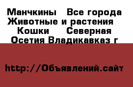 Манчкины - Все города Животные и растения » Кошки   . Северная Осетия,Владикавказ г.